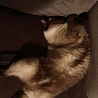 Siyam Kedisi, Kedi  Sütlaç fotoğrafı