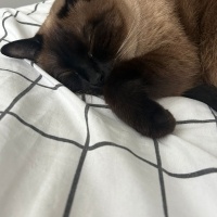 Siyam Kedisi, Kedi  Sütlaç fotoğrafı