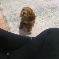 Amerikan Cocker Spaniel, Köpek  Gomis fotoğrafı