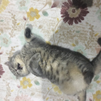 British Shorthair, Kedi  Leo fotoğrafı
