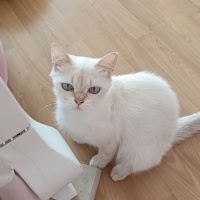British Shorthair, Kedi  Şila fotoğrafı