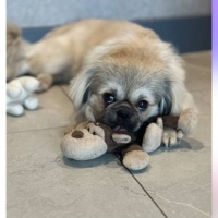 Pekingese, Köpek  Cino fotoğrafı