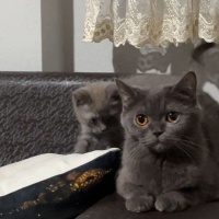 British Shorthair, Kedi  MİA fotoğrafı