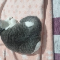 Tekir Kedi, Kedi  Koko fotoğrafı