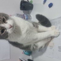 Tekir Kedi, Kedi  Koko fotoğrafı
