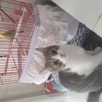 Tekir Kedi, Kedi  Koko fotoğrafı
