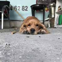 Amerikan Cocker Spaniel, Köpek  Kıvanç fotoğrafı