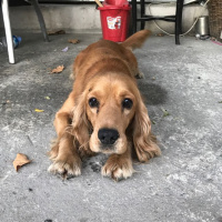 Amerikan Cocker Spaniel, Köpek  Kıvanç fotoğrafı