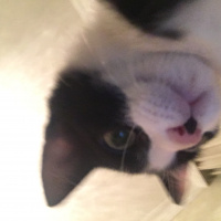 Tekir Kedi, Kedi  Kerem fotoğrafı