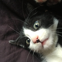 Tekir Kedi, Kedi  Kerem fotoğrafı