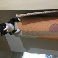 Tekir Kedi, Kedi  Kerem fotoğrafı