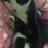 Tekir Kedi, Kedi  Kerem fotoğrafı