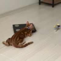 Sarman, Kedi  Behlül fotoğrafı