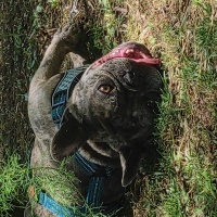Fransız Bulldog, Köpek  Olaf fotoğrafı