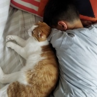 Scottish Fold, Kedi  Boncuk fotoğrafı