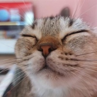 Scottish Fold, Kedi  Hera/Gölge/Bıdık/babuş/Reçel/Kamil fotoğrafı