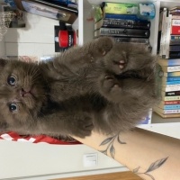 British Shorthair, Kedi  Çikolata bebek fotoğrafı