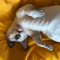 Sphynx, Kedi  Ares fotoğrafı