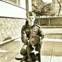 Amerikan Staffordshire Terrier, Köpek  Ares fotoğrafı