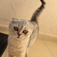 Scottish Fold, Kedi  Mia fotoğrafı