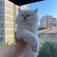 British Longhair, Kedi  PAMİR fotoğrafı
