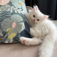 British Longhair, Kedi  PAMİR fotoğrafı