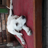 Akbaş, Köpek  EMY fotoğrafı