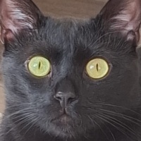 Tekir Kedi, Kedi  ORİ fotoğrafı