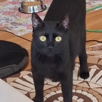 Tekir Kedi, Kedi  ORİ fotoğrafı