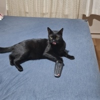 Tekir Kedi, Kedi  ORİ fotoğrafı