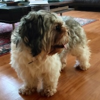 Shih Tzu, Köpek  Cookie fotoğrafı