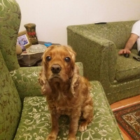İngiliz Cocker Spaniel, Köpek  Tarçın fotoğrafı