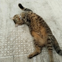 Tekir Kedi, Kedi  Tom fotoğrafı