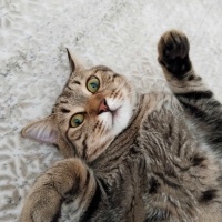 Tekir Kedi, Kedi  Tom fotoğrafı