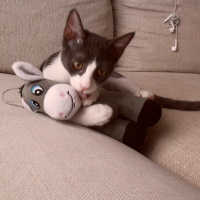 Tekir Kedi, Kedi  Duman fotoğrafı