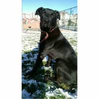 Labrador Retriever, Köpek  Zeytin fotoğrafı