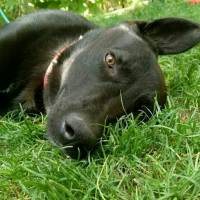 Labrador Retriever, Köpek  Zeytin fotoğrafı