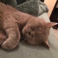 British Longhair, Kedi  Mia fotoğrafı