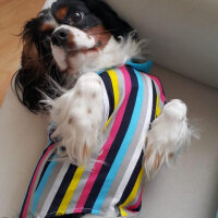 Cavalier King Charles Spanieli, Köpek  Merkür fotoğrafı