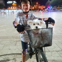 Maltese, Köpek  Gofret fotoğrafı