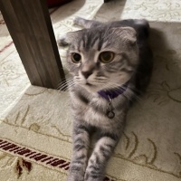 British Shorthair, Kedi  mia fotoğrafı