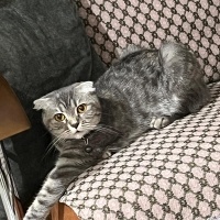 British Shorthair, Kedi  mia fotoğrafı