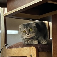 British Shorthair, Kedi  mia fotoğrafı