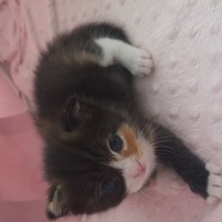 British Shorthair, Kedi  Adı yok fotoğrafı