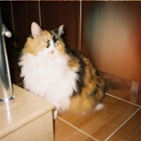 Norwegian Forest, Kedi  Kılmak fotoğrafı