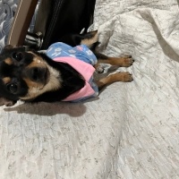 Chihuahua, Köpek  Chanel fotoğrafı