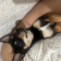 Chihuahua, Köpek  Chanel fotoğrafı