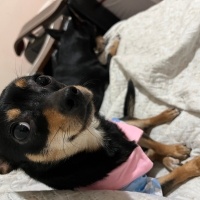 Chihuahua, Köpek  Chanel fotoğrafı
