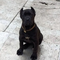 Cane Corso Italiano, Köpek  Alis fotoğrafı
