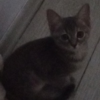 Ankara Kedisi, Kedi  Mia fotoğrafı